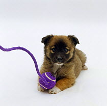 Brown Shih-Tzu cross pup with ball and rope, 8 weeks old
