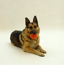 German Shepherd / Alsatian dog holding a ball.