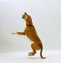 Lakeland Terrier x Border Collie bitch, catching a ball