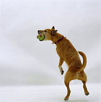 Lakeland Terrier x Border Collie bitch, catching a ball