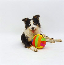 Tricolour Border Collie lying down, head up, with a paw on a multi-coloured ball