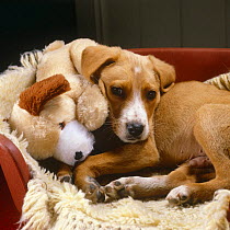 Stray mongrel pup in his basket lying on soft toy puppy, 9 week old