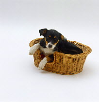 Tricolour Border Collie pup waking up from a sleep in her basket bed, 12 weeks old