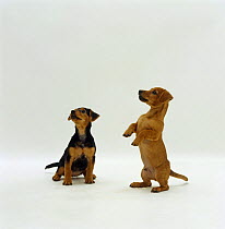 Two Dachshund cross pups, 12 weeks old, one standing on its hind legs