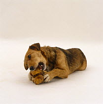 Lakeland Terrier x Border Collie, gnawing on a knuckle bone