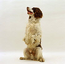 English Springer Spaniel dog sitting up on his hind legs