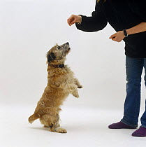 Patterdale x Jack Russell Terrier standing on hind legs looking up at treat held by owner.