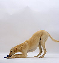 Saluki lurcher play bowing with toy between its paws.