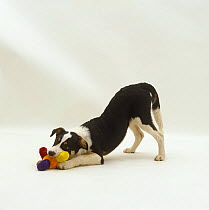 Border Collie x New Zealand Huntaway pup, play-bowing with toy, 18 weeks old