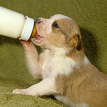 Border Collie pup from a large litter, being bottle fed to supplement the mothers milk, 19 days old