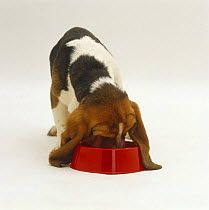 Basset Hound bitch pup, 18 weeks old, eating from a red bowl