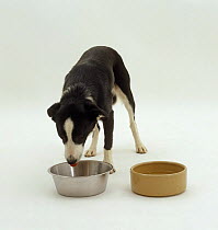 Border Collie x Huntaway pup, 10 weeks old eating from stainless steel dish, waterbowl nearby