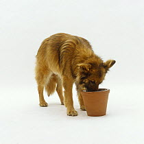 German Shepherd dog / Alsatian, 11 years old, comfortably eating from his bowl raised in a flowerpot