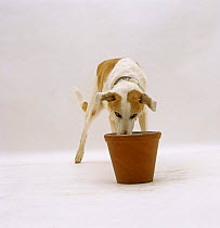 Gold and white Collie Lurcher bitch, 13 years old, eating from a raised bowl in a flowerpot