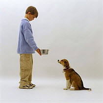 Boy making a Border Collie pup sit down before giving him his dinner