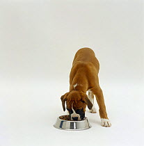 Boxer bitch pup, 11 weeks old, eating from a stainless steel dish
