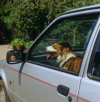 Border Collie bitch in posed picture to show hot dog in a hot car - the window open a slit is not sufficent ventilation