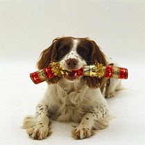 English Springer Spaniel dog carrying a Christmas cracker