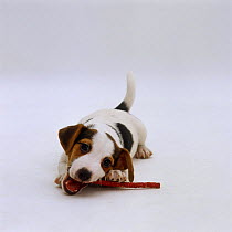 Jack Russell Terrier pup, 9 weeks old, chewing on chew-stick