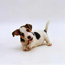 Jack Russell Terrier pup, 9 weeks old, chewing on a chew-stick