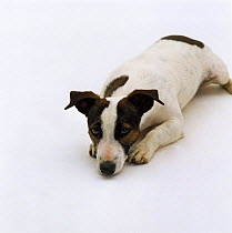 Jack Russell Terrier, lying down with chin on ground
