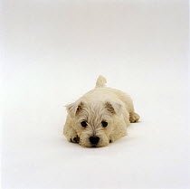 Westie / West Highland Terrier pup, lying down with chin on ground