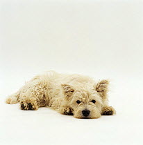 West Highland Terrier / Westie, lying down with chin on ground