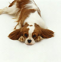 Blenheim Cavalier King Charles Spaniel lying down with head resting on its paws.