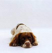 English Springer Spaniel lying with chin on the floor