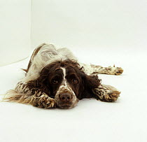 English Springer Spaniel dog, lying down with chin on the floor