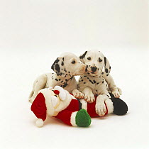 Two Dalmatian pups playing with a toy Father Christmas