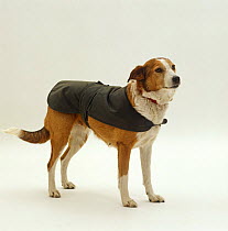 Sable Border Collie wearing a Barbour jacket