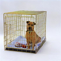 Border Terrier sitting in his crate (indoor kennel)