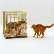 Marmalade cat in defensive posture meeting Sable Border Collie pup in his puppy crate