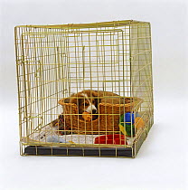 Sable Border Collie pup, 11 weeks old, chewing on toy in his bed in puppy crate, with toys and a chew