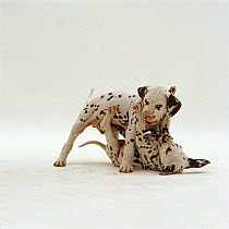 Two Dalmation pups, 7 weeks old, fighting for dominance