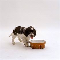 English Springer Spaniel pup, 7 weeks old, has been drinking water from bowl