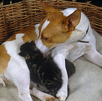 Foster mother Jack Russell Terrier bitch licking tabby kittens as they suckle