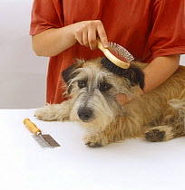 Jack Russell cross being brushed by owner