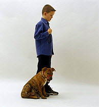 Staffordshire Bull Terrier pup, 18 weeks old, wearing a Halti head collar, led by Bradley (8 years old)
