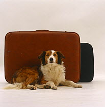 Sable Border Collie waiting beside her holiday luggage