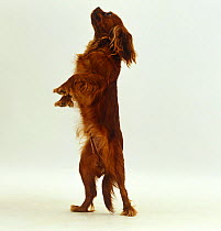 Ruby Cavalier King Charles Spaniel bitch, standing up on hind legs