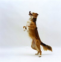Sable Border Collie standing up on hind legs