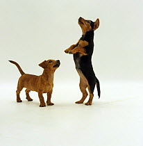 Two Dachshund cross pups, 12 weeks old, one standing on its hind legs