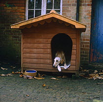 Gold Saluki Lurcher (Canis familiaris) dog lying in his kennel