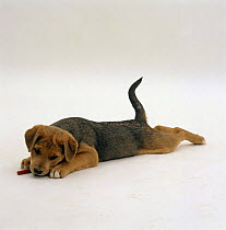 Mixed breed puppy lying down and chewing on chew-toy.