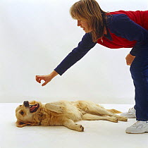 Golden Retriever dog mouth fencing with owner's hand