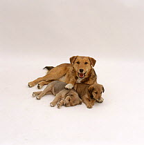 Lakeland Terrier x Border Collie pup, 6 months old, with her younger siblings, 6 weeks old