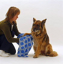 Owner, drying a front paw of her German Shepard Dog / Alsatian, 11 years old, after a walk