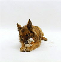 German Shepherd Dog / Alsatian, 11 years old, chewing a squeaky toy